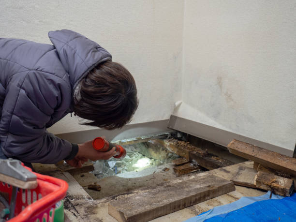 Best Crawl Space Mold Remediation  in Springfield, GA