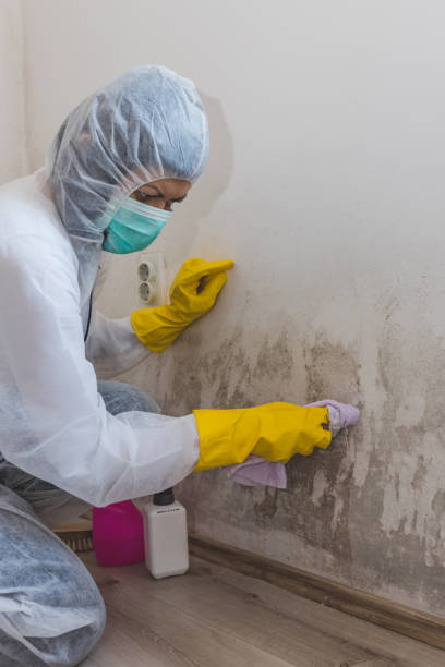 Best Mold Documentation for Insurance Claims  in Springfield, GA